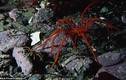 Phát hiện nhện biển khổng lồ ở Nam Cực gây chấn động 