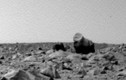Xôn xao khỉ và lạc đà xuất hiện trên sao Hỏa