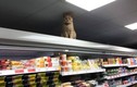 Kỳ lạ mèo làm bảo vệ ở siêu thị rất chuyên nghiệp 