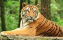 Những điều ít biết về loài hổ gây tò mò