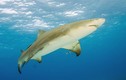 Khám phá gây sửng sốt về cá mập chanh