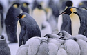 Khám phá đời sống băng giá nhà chim cánh cụt