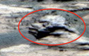 Tìm thấy đầu cừu trên sao Hỏa gây sửng sốt