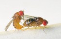 Khám phá sốc về loài ruồi giấm đầy rẫy trong nhà bạn
