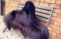 Ngắm chú chó siêu mẫu có bộ lông dài nhất thế giới