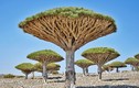 Chiêm ngưỡng những loài cây độc nhất vô nhị ở sa mạc