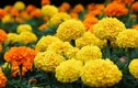 Loài hoa quen thuộc có thể kháng ung thư ở Việt Nam