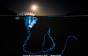 Bộ ảnh tuyệt đẹp về thế giới nước từ cuộc thi Ocean Art 