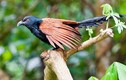 Những điều thú vị về loài chim biết giữ nhà, đuổi rắn 