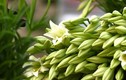 Những điều ít người biết về loài hoa loa kèn tuyệt đẹp