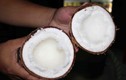 Những điều ít người biết về đặc sản dừa sáp