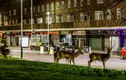Kỳ lạ đàn hươu rừng thản nhiên dạo phố đêm ở London