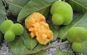 Khám phá ít người biết về quả chay đặc sản xứ Quảng