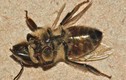Rùng rợn những sự thật về loài ong thây ma có độc