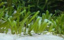 Sự thật kinh hoàng về loài tảo được mệnh danh “tảo hủy diệt”