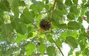 Khám phá "sốc" loài cây bã đậu có độc có ở Việt Nam