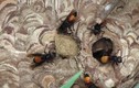 Điều ít biết về loài ong vò vẽ đốt chết người