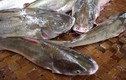 Khám phá thú vị về cá ba gai đặc sản Quảng Ninh