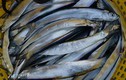 Sự thật thú vị về cá xương xanh đặc sản Kiên Giang