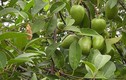 Khám phá bất ngờ về cây bình bát, phổ biến ở Nam Bộ