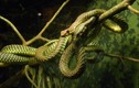 Đây chính là loài rắn biết bay có độc ở Việt Nam