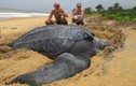 Bật mí thú vị về loài rùa lớn nhất họ nhà rùa