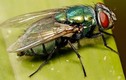 Sự thật bất ngờ về loài ruồi nhặng đầy rẫy quanh ta