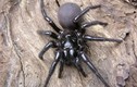Sự thật về loài nhện mạng phễu độc nhất thế giới