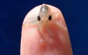 Điều ít người biết về loài bạch tuộc “tí hon” nhất thế giới