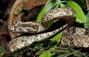 Khám phá rắn lục sừng độc với khuôn mặt “ác quỷ” ở Việt Nam
