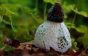 Kỳ lạ loài nấm “che mặt” như mỹ nhân, quý hiếm nhất Việt Nam