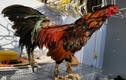 Giải bí ẩn loài gà có vảy rồng ở chân, xuất xứ Việt Nam