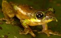 Kỳ thú loài ếch có chiếc mũi dài ra giống Pinocchio