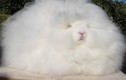 Mê mẩn giống thỏ Angora có bộ lông xù cực “ngầu“