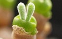 Loài cây thú vị mang hình dáng tai thỏ, nhỏ nhắn đáng yêu