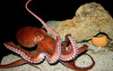 Loài bạch tuộc “siêu phàm” nhưng chỉ đẻ có 1 lần trong đời