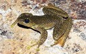 Tường tận loài ếch quý hiếm mới được phát hiện ở Việt Nam