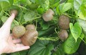 Khám phá thú vị về cây khoai tây dây leo Việt Nam trồng được