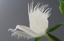 Độc đáo loài hoa đẹp, như cò trắng tung bay