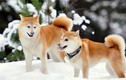 Điều bất ngờ về giống chó được xem là quốc khuyển Nhật Bản