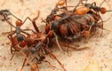 Chân dung loài kiến nguy hiểm, mệnh danh “loài kiến đẫm máu“