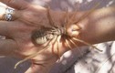 Loài nhện lông lá gây ám ảnh, đáng sợ như bọ cạp