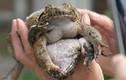 Kỳ thú loài ếch “đại gia”, đặc sản tiến vua xưa ở Việt Nam