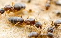 Điều ít ai hay về loài kiến hôi phổ biến ở Việt Nam