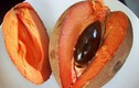 Khám phá kinh ngạc giống hồng xiêm ruột đỏ cho trái “khủng” 2kg/quả