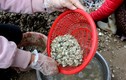 Khám phá thú vị về con hà cồn, đặc sản Quảng Ninh