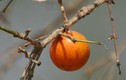 Khám phá loại quả ở VN giống quả cam nhưng độc tố cực mạnh 