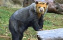 Kỳ thú loài gấu mặt ngắn “to xác” nhất thế giới