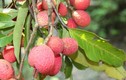 Độc lạ loài cây rừng nổi tiếng An Giang 30 năm mới cho quả 