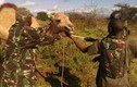 Lạ: Lạc đà được “biên chế” làm nhiệm vụ tuần tra